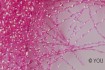 NA Deko-Fäden pink (2)