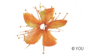 Echte getrocknete Blten Cherry orange 5 Stck