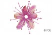 Echte getrocknete Blten Cherry pink 5 Stck