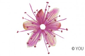 Echte getrocknete Blten Cherry pink 5 Stck