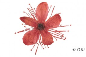 Echte getrocknete Blten Cherry rot 5 Stck