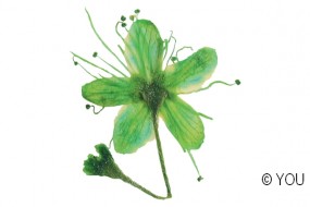 Echte getrocknete Blten Cherry grn 5 Stck