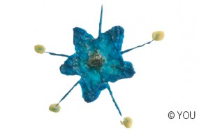 Echte getrocknete Blten Dana blau 5 Stck