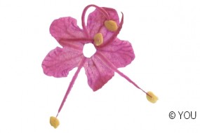 Echte getrocknete Blten Dana pink 5 Stck